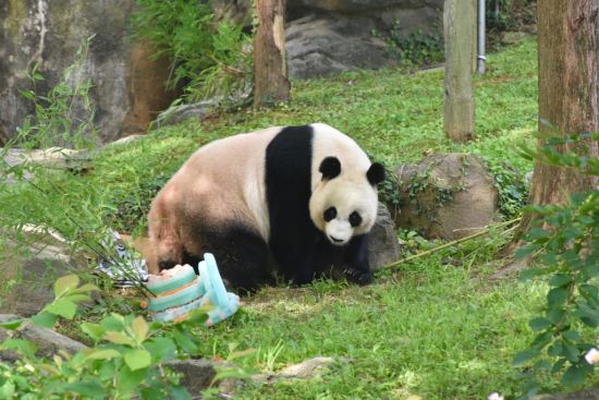 华盛顿国家动物园为3只大熊猫办告别派对 大批游客排队参加