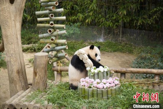 旅韩大熊猫“福宝”临别在即 “宝家族”联名产品热销