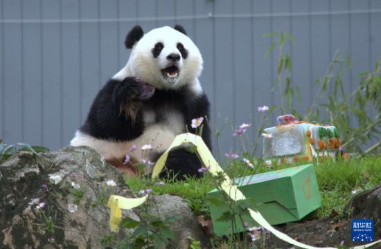 特写：旅美大熊猫“青宝”五岁啦！
