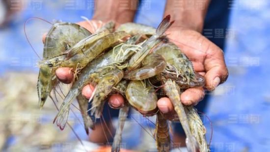 印度卖不出，美国吃不上