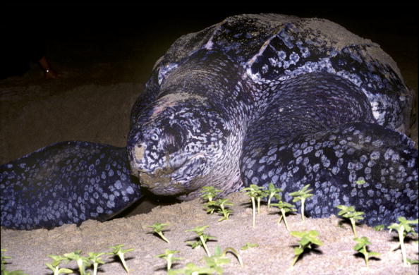 海蜇是卖给中国人还是留给濒危海龟？