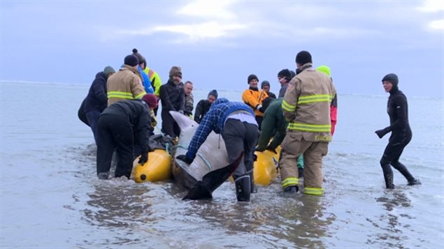 寒冬心热， 新斯科舍省上百人参与抢救搁浅鲸鱼