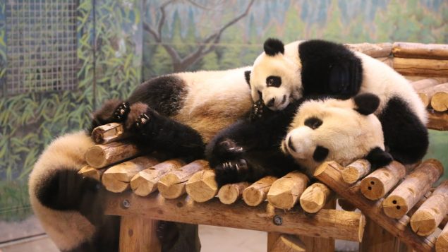 大熊猫搬家后在卡尔加里动物园很幸福
