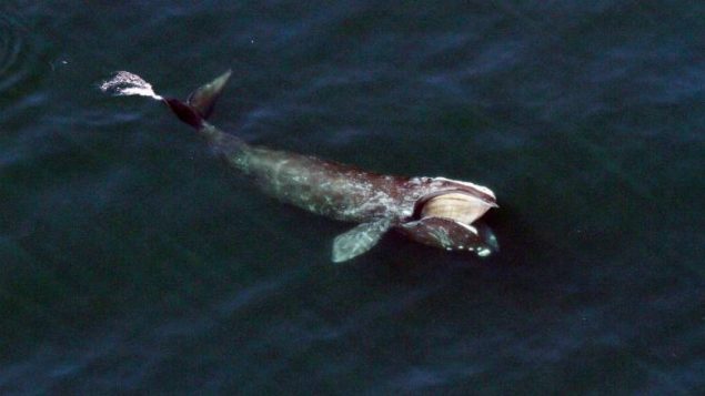 加拿大海域今年第一次看到露脊鲸