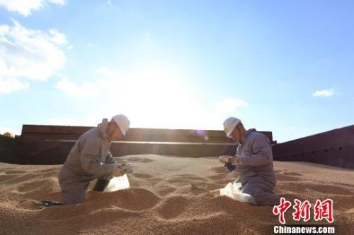资料图：辽宁大窑湾检验检疫局工作人员对进口大豆进行查验。　闫善友 摄