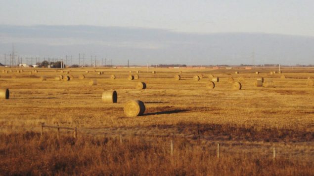 加拿大运输工会呼吁特鲁多政府从沙特手中买回小麦局股权