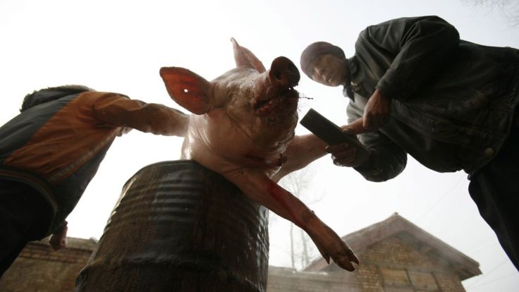 “非洲猪瘟”首现中国 影响几何