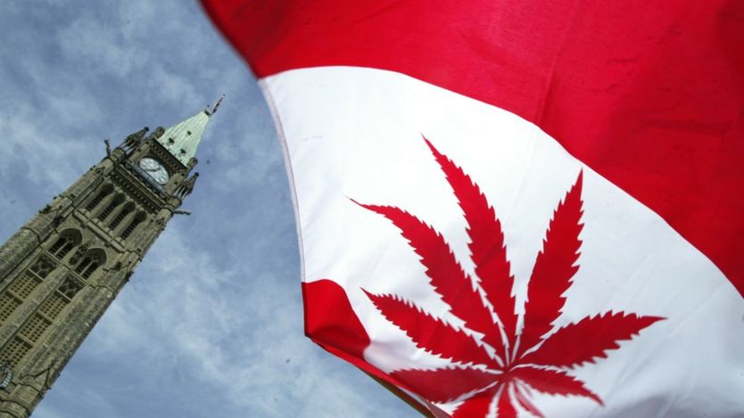 渥太华加拿大议会大厦前招展的大旗把国旗上的枫叶换成大麻叶图形
