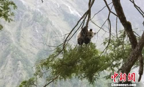 四川卧龙发现“世外熊园” 野生大熊猫宝宝不怕人