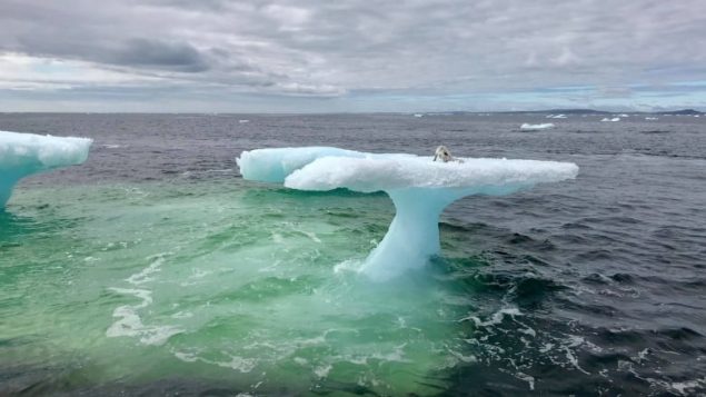 纽芬兰渔民救出被困浮冰上的北极白狐