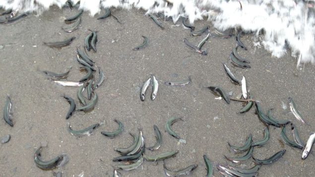 纽芬兰省海滩奇观： “翻滚” 着上岸产卵 的毛鳞鱼