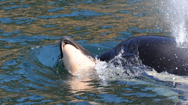 幼鲸死后17天母鲸仍不肯弃尸，加美联手救助