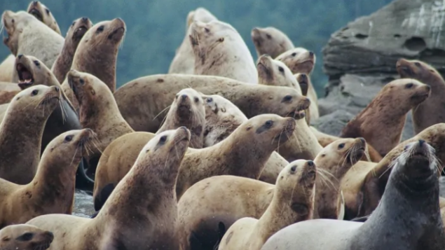 众多海狮聚集BC省小镇海滩