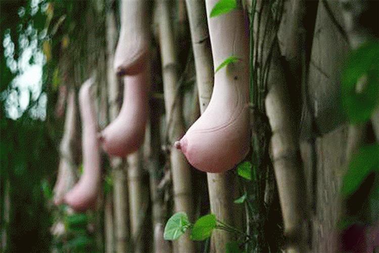 奇特植物---越南乳瓜