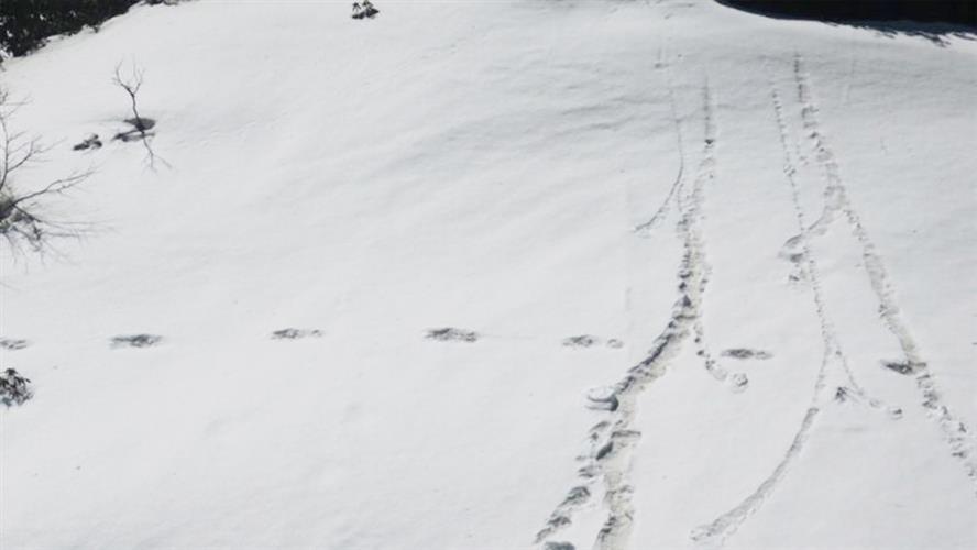 印度軍方登山隊宣布發現「雪人」足跡
