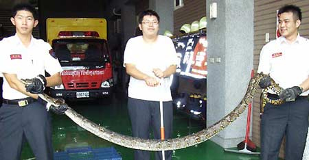 3公尺大蟒蛇钻进洗衣机内睡觉