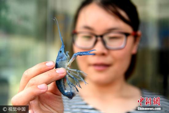 资料图：小龙虾。顾华夏 摄 图片来源：视觉中国