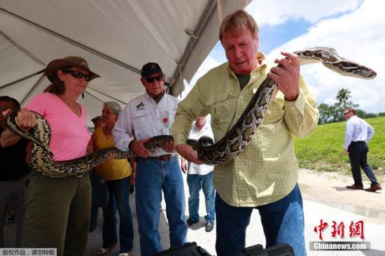 当地时间2019年8月7日，美国佛罗里达州劳德代尔堡，当地举行新闻发布会，宣布该州正加大努力，清除日益泛滥的蟒蛇，同时也将和联邦政府合作，让捕蛇者前往偏远地区捕捉。 