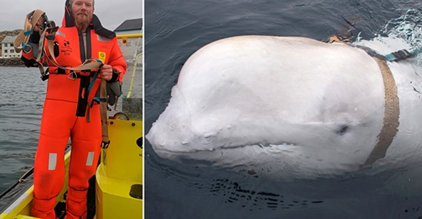 挪威男子的GoPro摄影机落海 白鲸帮忙捡回！