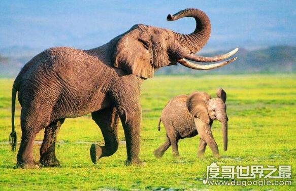 世界上最大的大象，非洲一头雄象重大13.5吨(相当于9辆汽车)