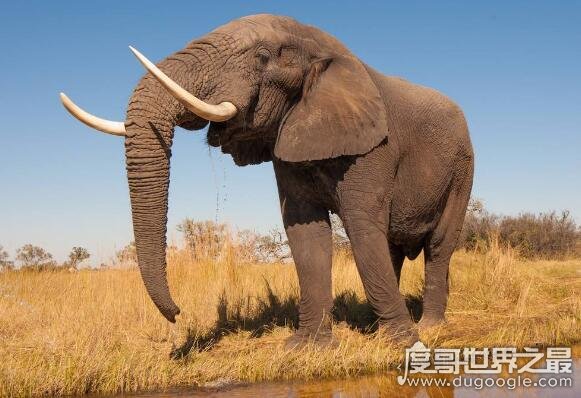 世界上最大的大象，非洲一头雄象重大13.5吨(相当于9辆汽车)