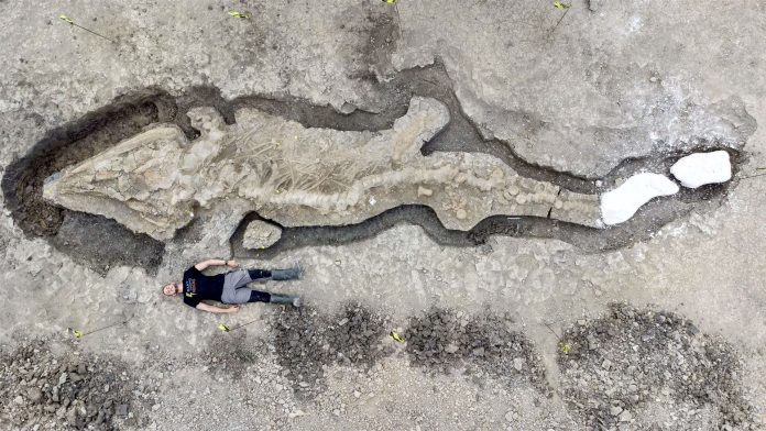 英国找到史前鱼龙化石 英国古生物学史上最伟大发现
