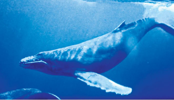 加拿大民众在温岛海域喜遇巨型座头鲸！