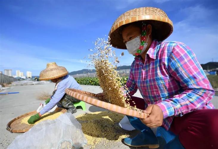 工人在筛选中国农业科学院油料作物研究所在三亚繁育的大豆。郭程摄（新华社）