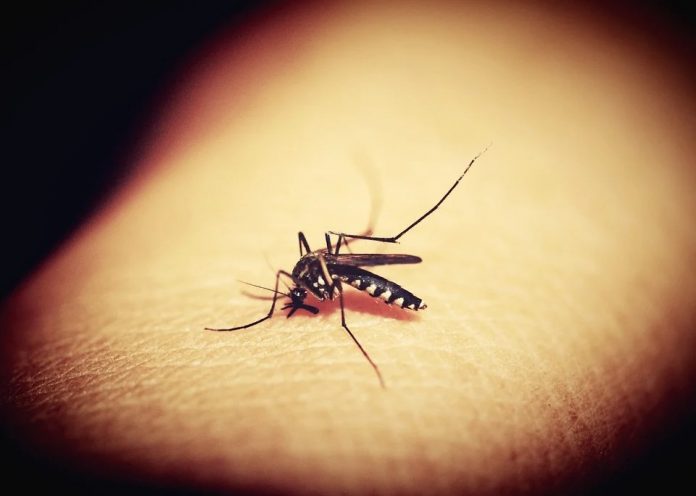 为什么蚊子只盯着你咬？导致蚊子围着你转的5个原因