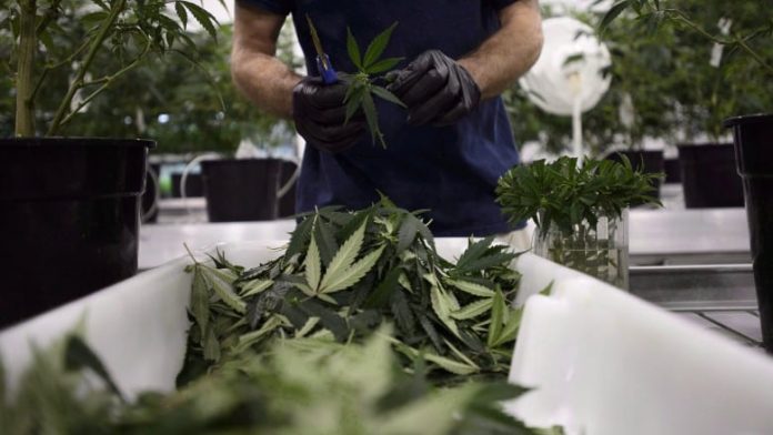 加国大麻生产商亏损严重 过去一年销售暴跌38%