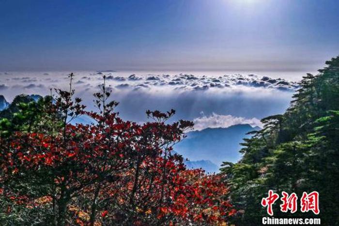 资料图：中国传统节日重阳节，此时的黄山已进入最佳赏秋期。张强 摄