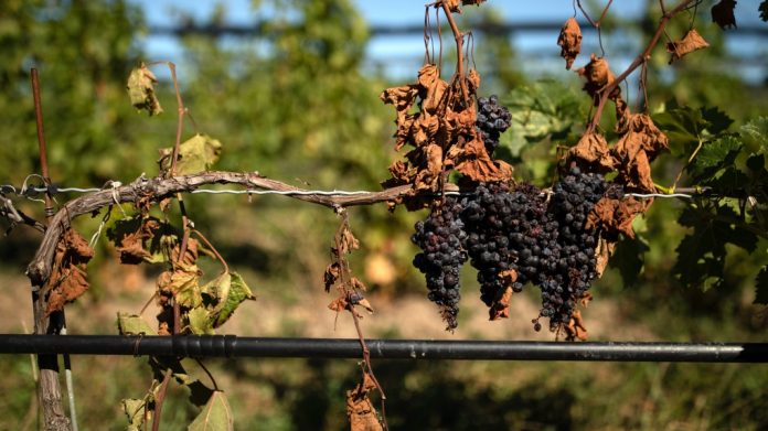 气候变化使加拿大葡萄酒产业大受打击