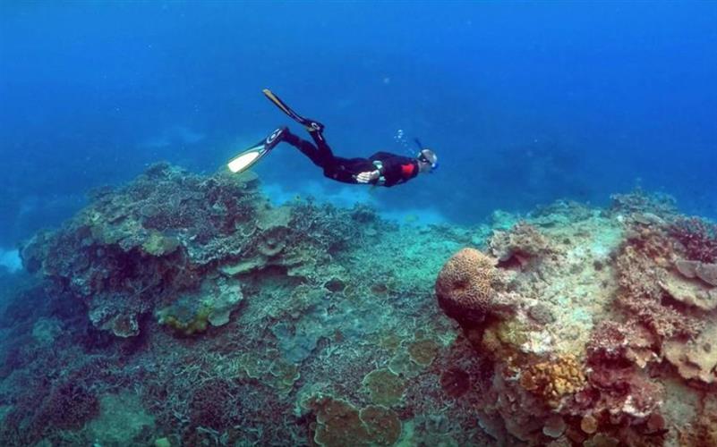 去年，澳洲在前政府的大力游说下躲过将大堡礁列入濒危名单的命运。路透