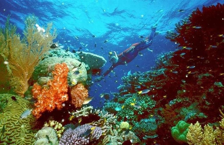 去年有报告指大堡礁出现严重白化现象。路透