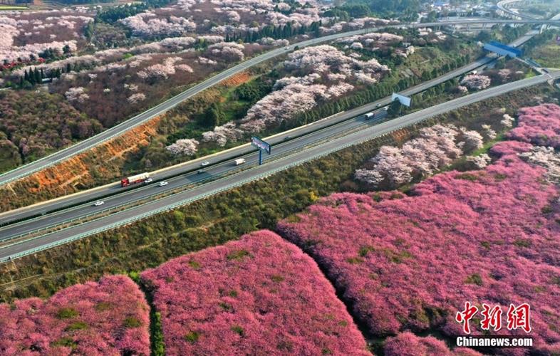 近万亩樱花盛开如画 俯瞰贵阳春日最美公路