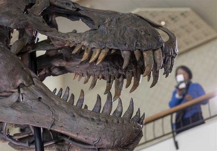 这副暴龙化石有6700万年历史，也是全球拍卖的第3副暴龙化石。路透