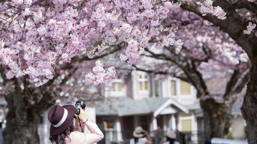 加拿大7000刀的浪漫赏樱团火了！中国游客爆满，与东京抢生意
