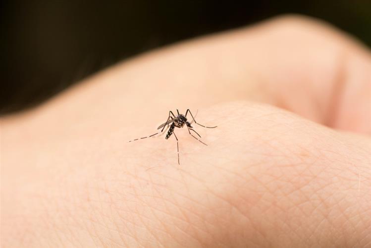白纹伊蚊能传播登革热等疾病。iStock图片