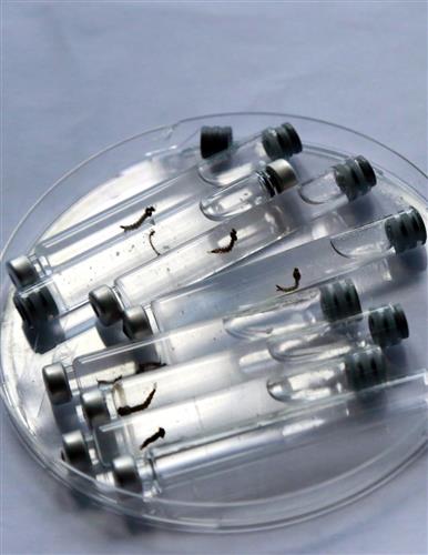 在哥斯达黎加圣何塞一所实验室中拍摄的装有埃及伊蚊幼虫的试管。 新华社