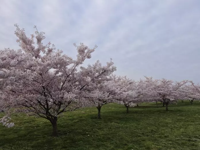 多带件保暖衣出门 4月大温哥华气温比往年低