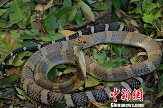 收藏！被毒蛇咬后保命指南