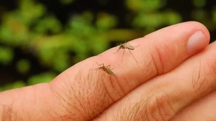 登革热：中国广东病毒高发期周增119宗 深圳现4宗