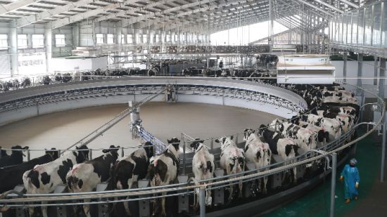 灭菌乳不能再使用复原乳 新国标保障纯牛奶更纯正