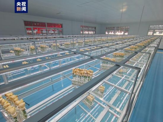 中国首批航天耐盐碱马铃薯进入品种选育阶段