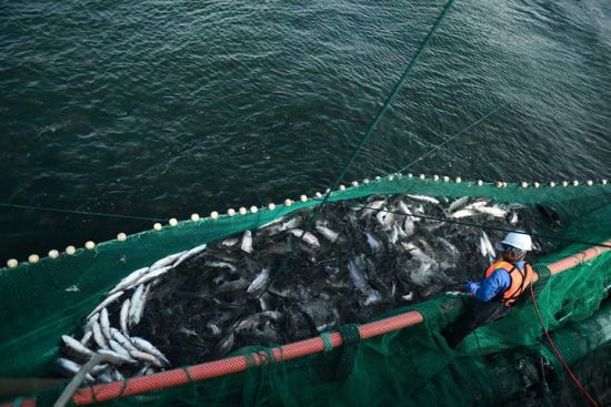中国青海冷水鱼“游”向餐桌