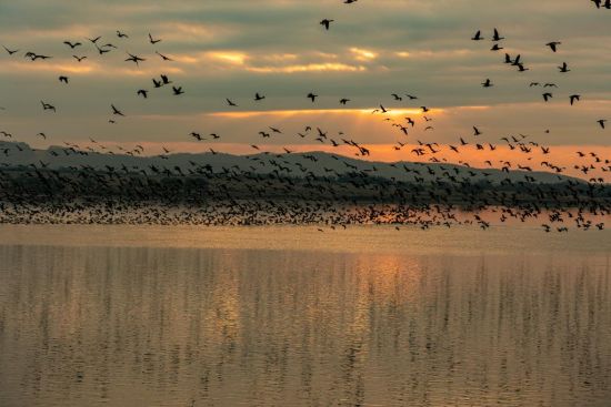 鸟啼春晓 “观鸟经济”助燃春日消费
