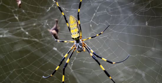太可怕了！巨型蜘蛛恐入侵加拿大：长达20cm还会“飞”！