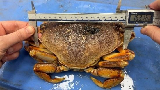 列治文海鲜加工公司违法捕螃蟹 二度被重罚