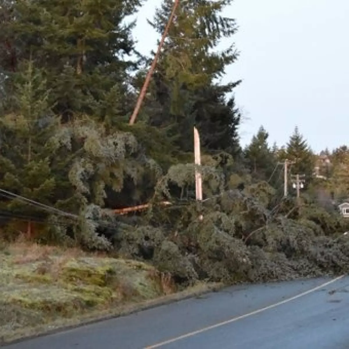 暴风刮倒电杆树木 BC省逾8万户停电