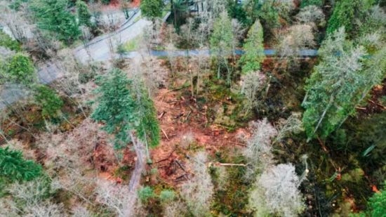 史丹利公园砍树16万棵 市府和承包商被告上法院